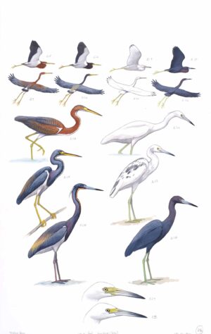 Tricolored Heron and Little Blue Heron - original art from the Sibley Guide to Birds