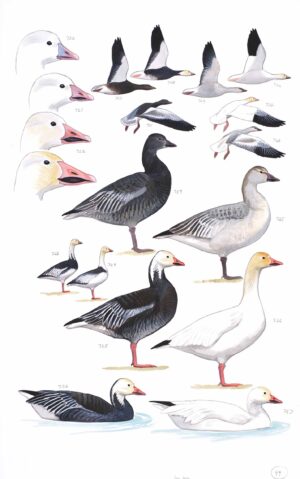 Snow Goose - original art from the Sibley Guide to Birds