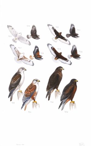Ferruginous Hawk - original art from the Sibley Guide to Birds