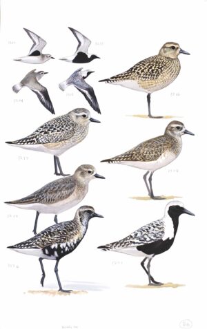 Black-bellied Plover - original art from the Sibley Guide to Birds