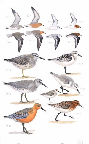 Red Knot and Sanderling - original art from the Sibley Guide to Birds