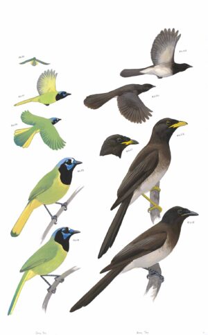 Green Jay and Brown Jay - original art from the Sibley Guide to Birds