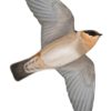 New illustrations of Cave Swallow subspecies