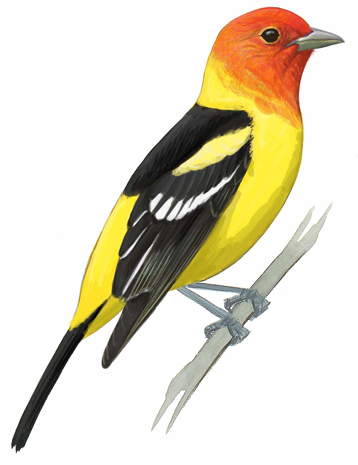 Scarlet Tanagers are bright red – but this one is yellow – Sibley Guides