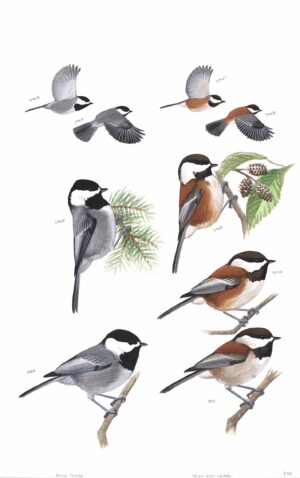 Mexican Chickadee and Chestnut-backed Chickadee - original art from the Sibley Guide to Birds