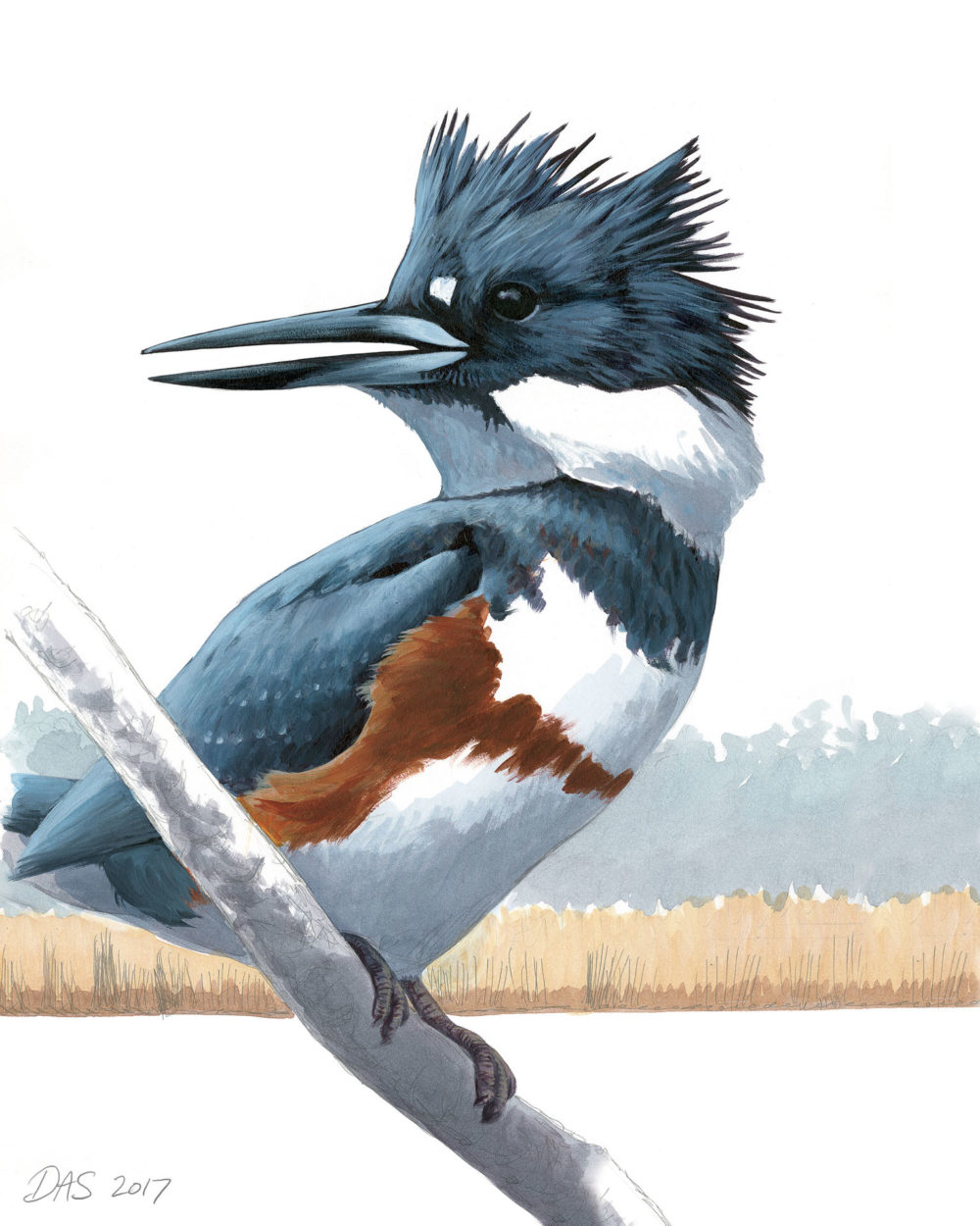 Belted Kingfisher print – Sibley Guides
