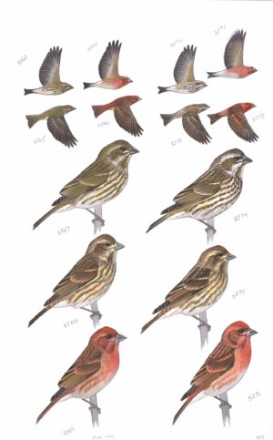 Purple Finch - original art from the Sibley Guide to Birds