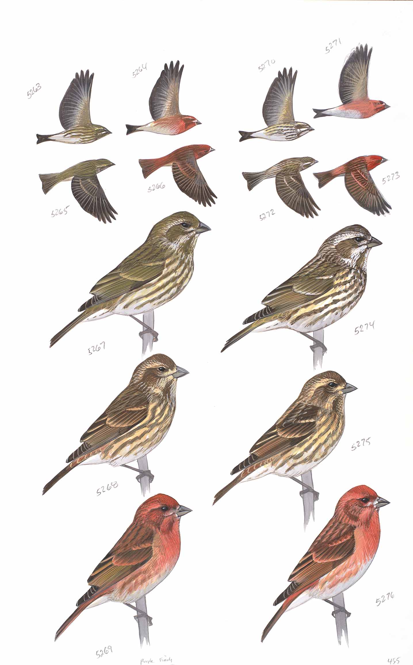 Purple Finch - original art from the Sibley Guide to Birds
