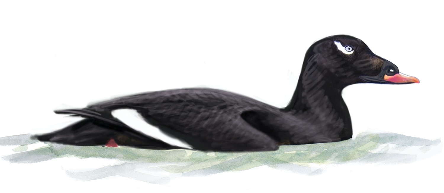 Finding and Identifying Stejneger’s Scoter in Alaska – Sibley Guides