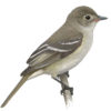Identifying small flycatchers: Separating Elaenia and Empidonax by wing pattern