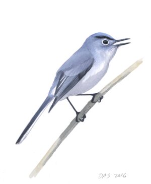 Blue-gray Gnatcatcher original art