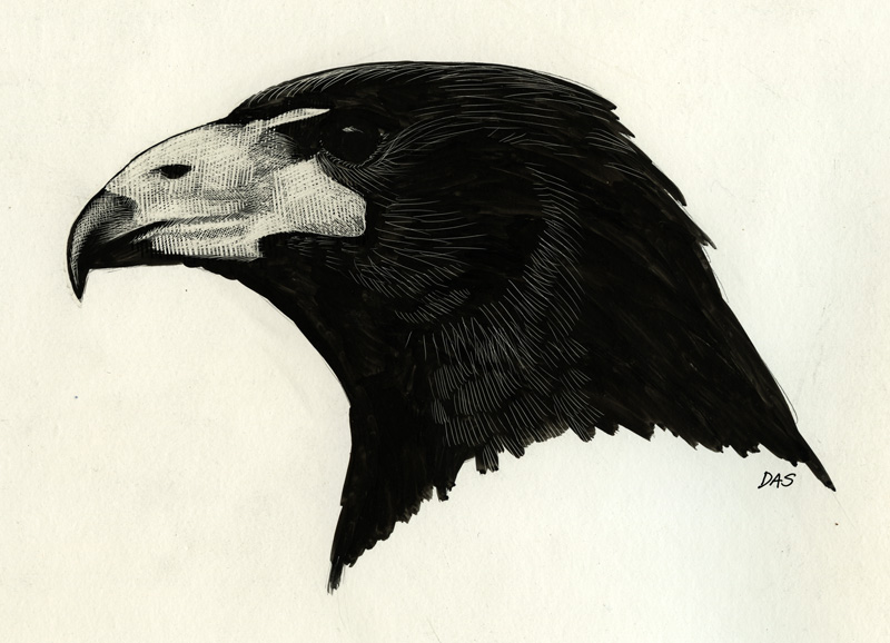 Bald Eagle Scratchboard Fine Art Print | thecozyred