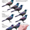 Subspecies of Common Grackle: Bronzed, Florida, and "Purple"