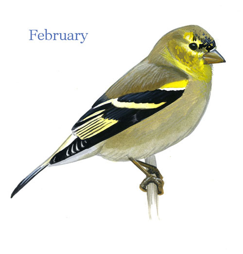 lesser goldfinch vs american goldfinch