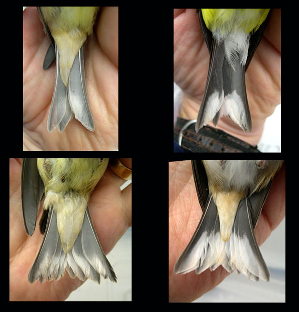 male vs female finches