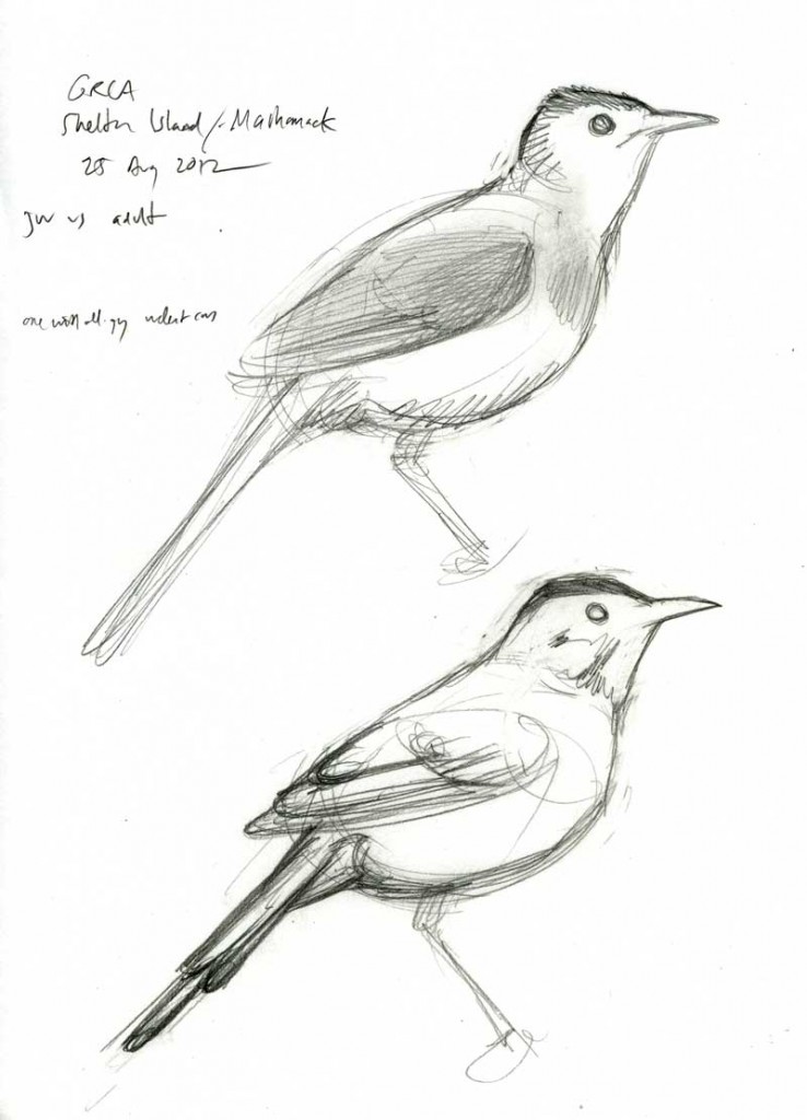 How to Draw a Bird the David Sibley Way - The New York Times