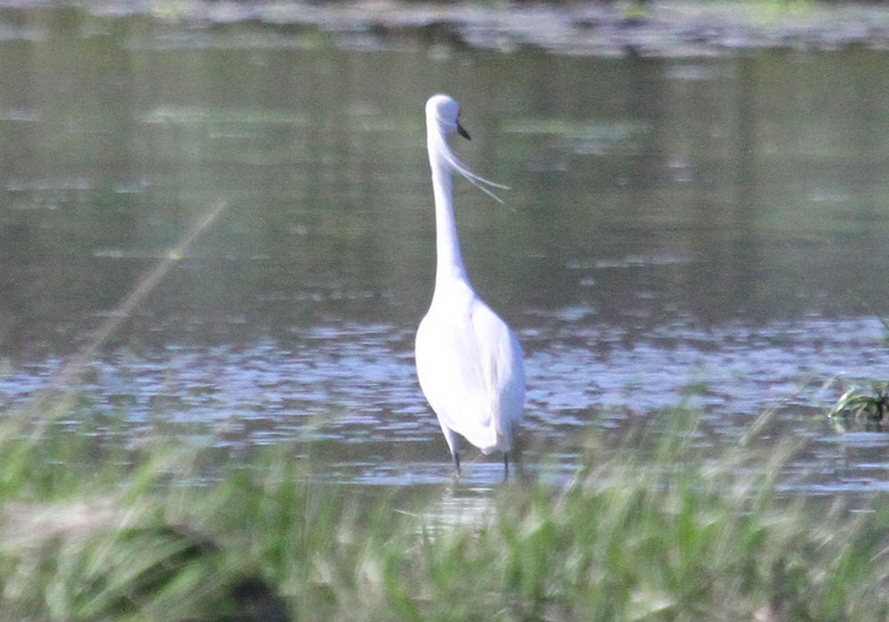 Unusual egret at Cockle Cove in Chatham, MA, 16 May 2013. Photo copyright Mary Keleher, used by permission. Clicking the photo links to the original on Flickr.