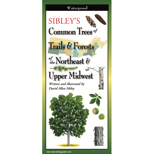 Common Tree Species