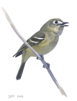 Hutton's Vireo original art