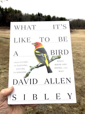 What It’s Like To Be A Bird – Sibley Guides