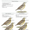 Identification of the newest meadowlark - Chihuahuan