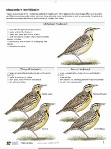 Identification of the newest meadowlark – Chihuahuan – Sibley Guides