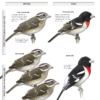 Determining age and sex of Rose-breasted Grosbeaks in spring and summer