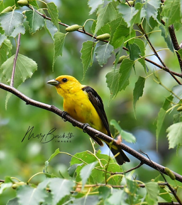 Scarlet Tanagers are bright red – but this one is yellow – Sibley Guides