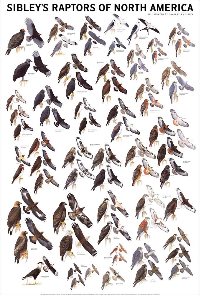 Birds Of North America Poster