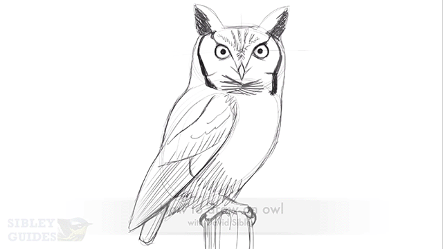 How to Draw an Owl - Simple and Cute