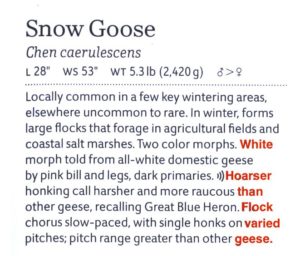 A scan of the Snow Goose text from page 9 of the Western Guide, with missing words added in red. 