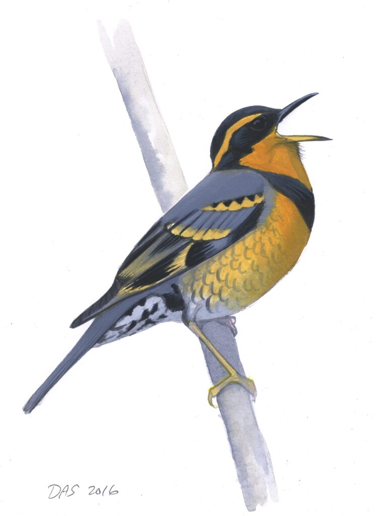 Varied Thrush original art – Sibley Guides