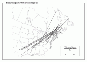 White-crowned Sparrow subspecies – Where? – Sibley Guides